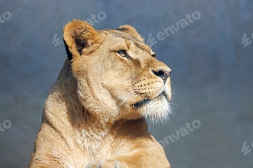 Preview: close-up of a lioness (Panthera Leo)