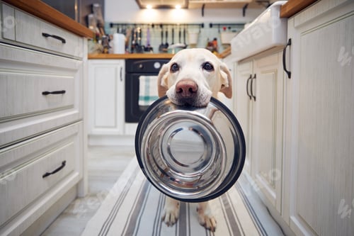 Preview: Hungry dog holding bowl and waiting for feeding