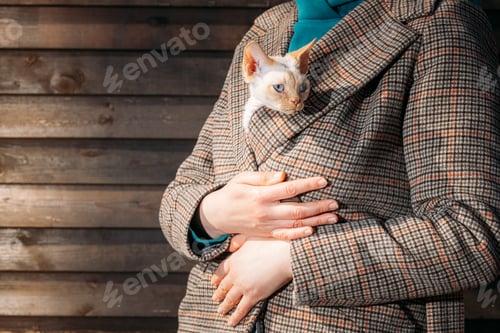 Preview: Cats Portrait. Obedient Devon Rex Cat With Bright White Orange Fur Color Peeks Out From Under Owners