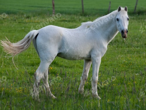 Preview: arabian, horse, mare, stallion, riding