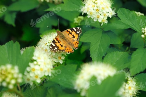 Preview: Bright butterfly on tropical plant with beautiful flowers and leaves