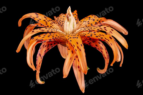 Preview: Flower of asian lily, isolated on black background