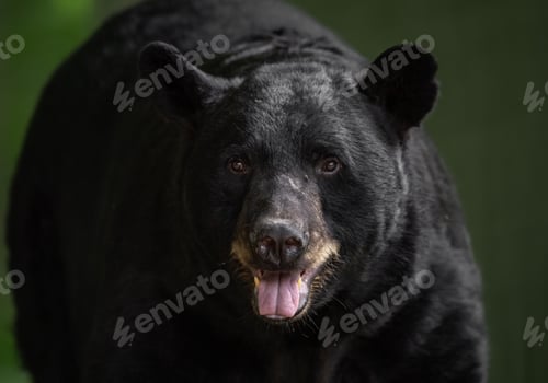 Preview: A Black Bear Portrait in Pennsylvania