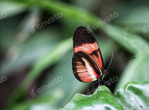 Preview: Butterfly close up