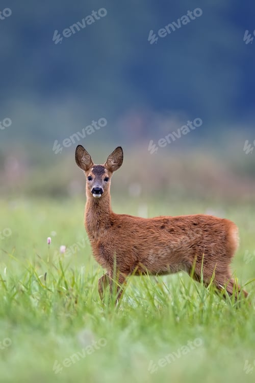 Preview: Young roe-deer in a clearing