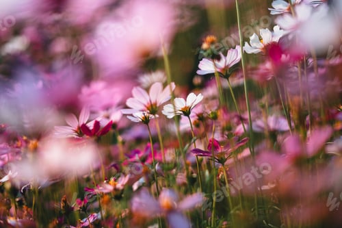 Preview: Pink flowers in the garden on a spring morning