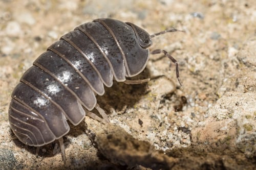Preview: Macro shot of woodlouse beetle