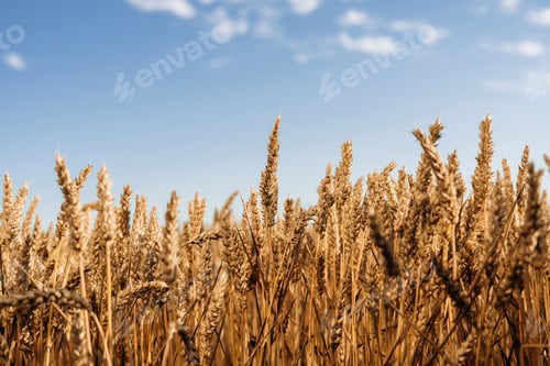 Preview: Golden wheat field swaying under blue sky on sunny day