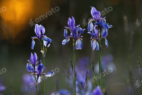 Preview: A group of siberian irises growing on a spring meadow illuminated by evening sun
