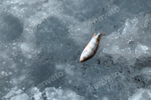 Preview: Small fresh fish lying on ice, top view. Winter fishing catch, copy space