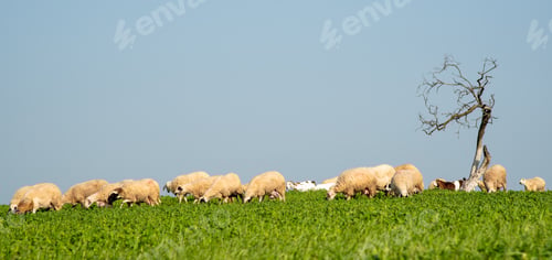 Preview: Goat domestic animals feeding in pasture. Animals grazing