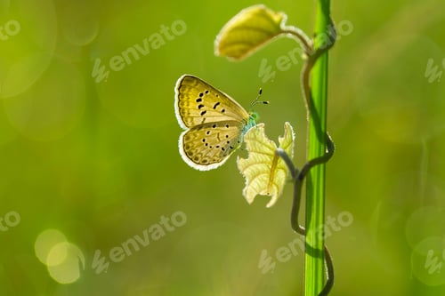 Preview: Butterflies Sitting on a Wild Flower