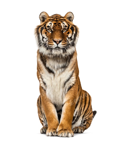 Preview: Tiger isolated