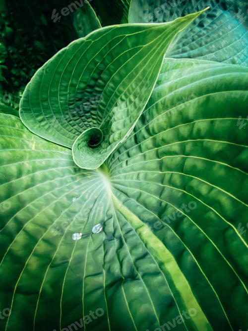 Preview: Little drops of water on hostas