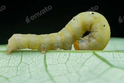 Preview: caterpillar