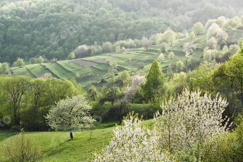 Preview: White cherry blossoms on the green hills in the village