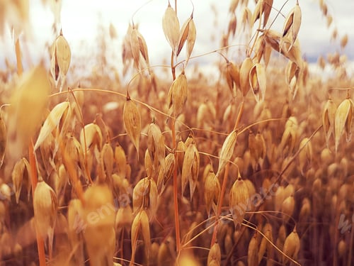 Preview: ripe oats grain on a field in warm colours