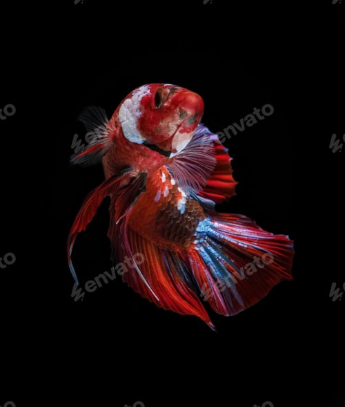 Preview: red fish