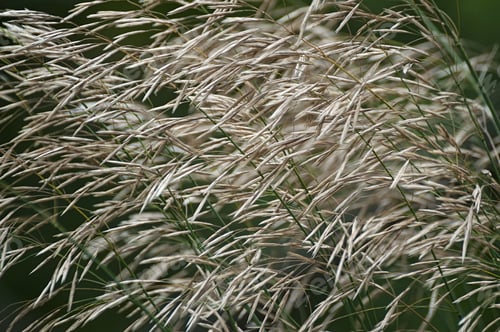 Preview: Smooth Brome Grass (Bromopsis Inermis). Called Awnless Brome Grass And Hungarian Brome Grass Also
