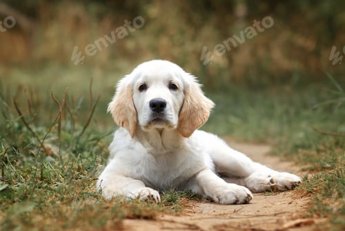 Preview: puppy dog golden retriever labrador. small cute puppy and good friend. Dog training. Be my friend. P