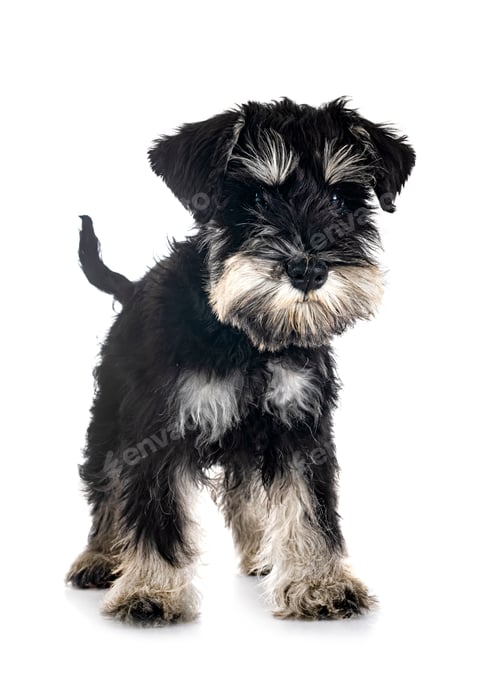 Preview: miniature schnauzer in studio