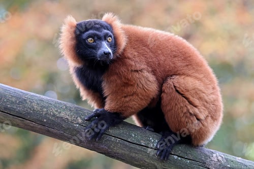 Preview: The red ruffed lemur (Varecia rubra)