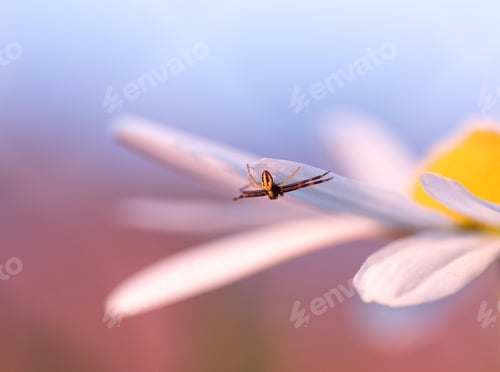 Preview: Spider on a daisy