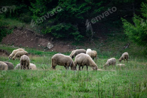 Preview: Large group of sheep in a grassy field with trees