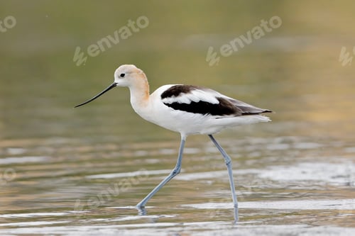 Preview: Juvenile avocet walking in shallow water.