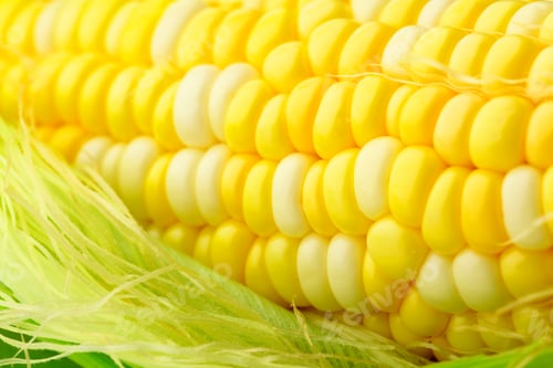Preview: corn cob with green leaves