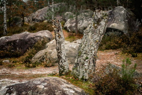 Preview: Picturesque scene in the Trois Pignons Forest of Fontainebleau, France