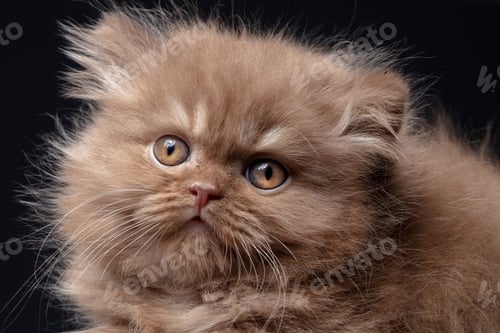 Preview: british long hair kitten