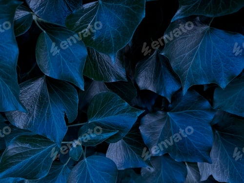 Preview: Dark Green Blue Topical Leaves In Night Light, Natural Plant Ivy Creeper Textured Background
