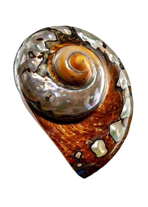 Preview: South African Turban Shell on a white background