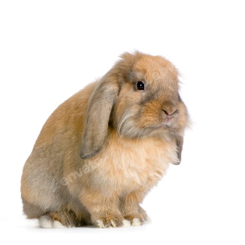 Preview: Lop Rabbit