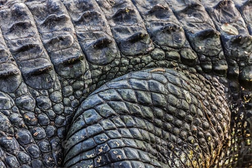 Preview: Crocodile close up