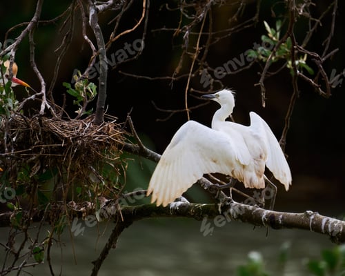 Preview: Juvenile Cattle Egret near its nest