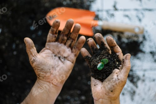 Preview: Senior man hands transplanting plant.