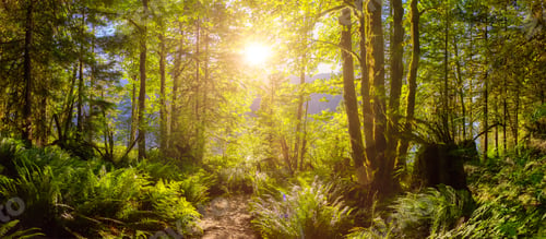 Preview: Panoramic View of Hiking Path in Green and Vibrant Rain Forest