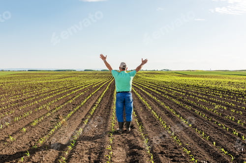 Preview: Rear view of senior farmer standing in corn field with his arms outstretched.
