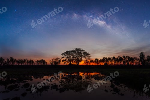 Preview: The beautiful milky way with silhouetted trees.