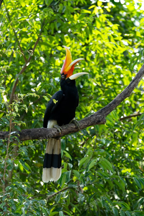 Preview: The rhinoceros hornbill (Buceros rhinoceros) is a large species of forest hornbill (Bucerotidae).