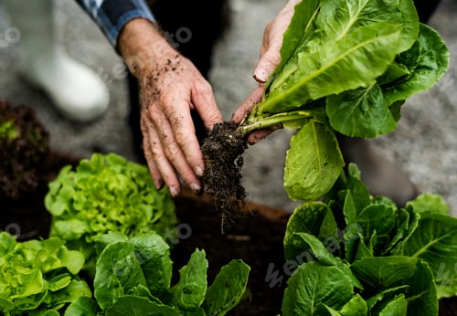 Preview: Hands picking organic fresh agricultural lettuce