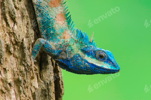 Preview: Blue Lizard with big eyes in closed up details, like small reptile with nice painted body