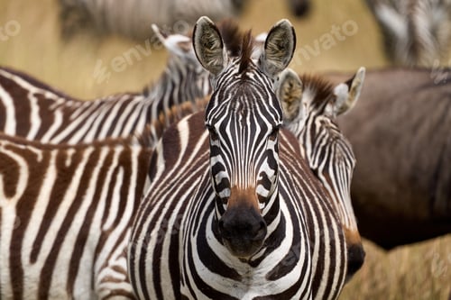 Preview: Beauty zebra in a natural reserve looking at camera