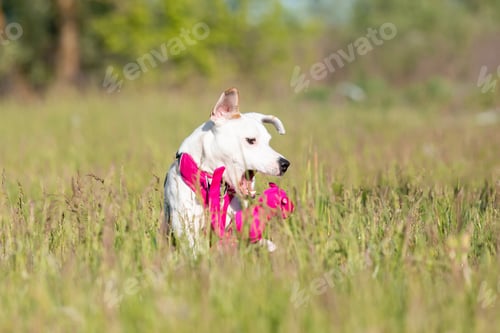 Preview: Crossbreed dog playing outdoor