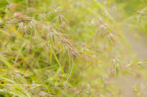Preview: Grass green natural background. Campuhan ridge walk, Bali, Indonesia, selective focus.