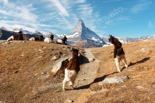 Preview: Fighting goats on Matterhorn Cervino peak background