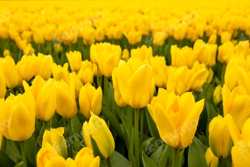 Preview: Bright yellow sunny, goblet-shaped flowers tulip flowers close-up