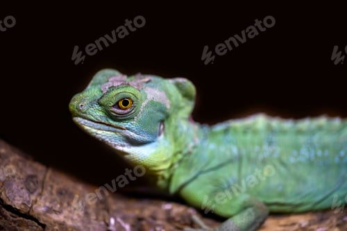 Preview: Macro shot of green Lizard over dark background